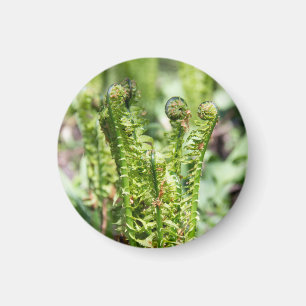 Erwecken des jungen Farns im Garten Magnet