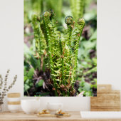Erwecken des jungen Farns im Garten Poster (Küche)