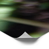 Erwecken des jungen Farns im Garten Poster (Ecke)