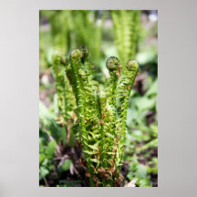 Erwecken des jungen Farns im Garten