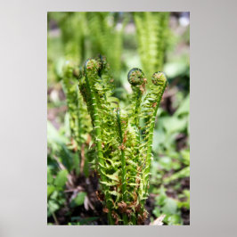 Erwecken des jungen Farns im Garten Poster