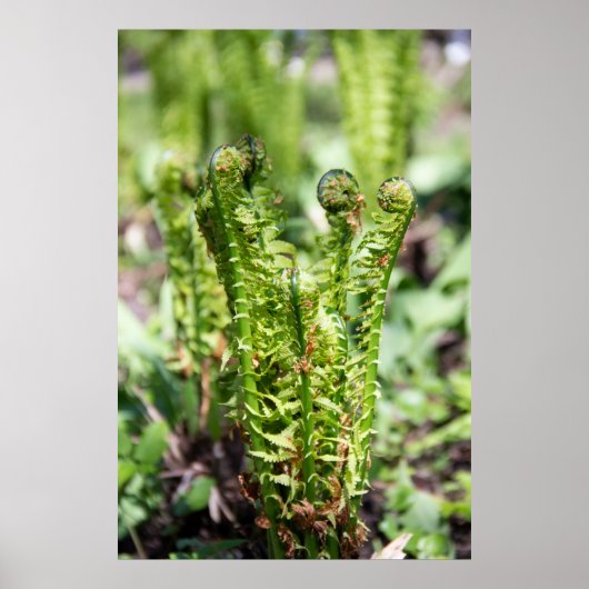Erwecken des jungen Farns im Garten Poster (Vorne)