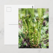 Erwecken des jungen Farns im Garten Postkarte (Vorne/Hinten)