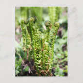 Erwecken des jungen Farns im Garten Postkarte (Vorderseite)
