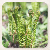 Erwecken des jungen Farns im Garten Rechteckiger Pappuntersetzer (Vorderseite)