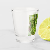 Erwecken des jungen Farns im Garten Schnapsglas (Links)