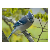 Erweiterung des Blue Jay Foto (Vorne)