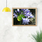 Erweiterung des Blue Nile Lilly Foto Poster