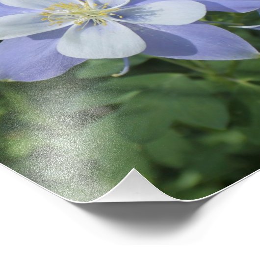 Erweiterung des Fotos Columbine Fotodruck (Ecke)