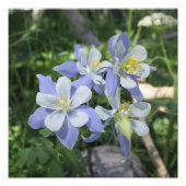 Erweiterung des Fotos Columbine Fotodruck (Vorne)