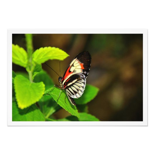 Erweiterung des Fotos Fotodruck (Vorne)