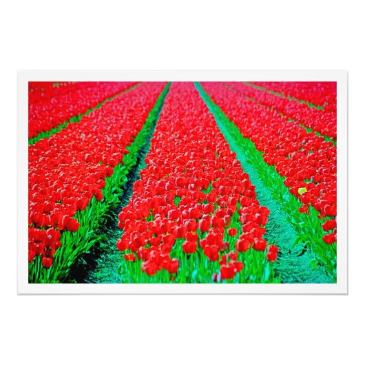 Erweiterung des Fotos Fotodruck (Vorne)