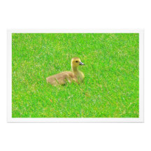 Erweiterung des Fotos