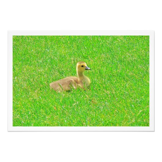 Erweiterung des Fotos Fotodruck (Vorne)