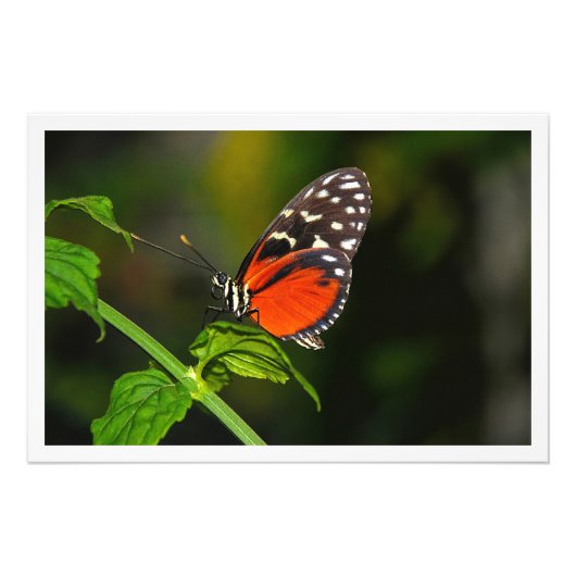 Erweiterung des Fotos Fotodruck (Vorne)