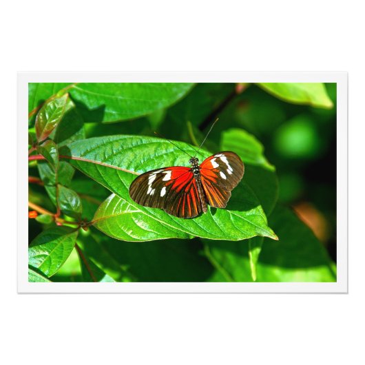 Erweiterung des Fotos Fotodruck (Vorne)