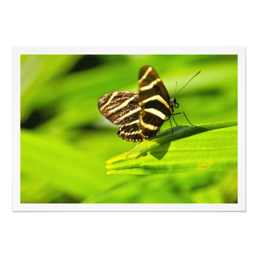 Erweiterung des Fotos Fotodruck (Vorne)