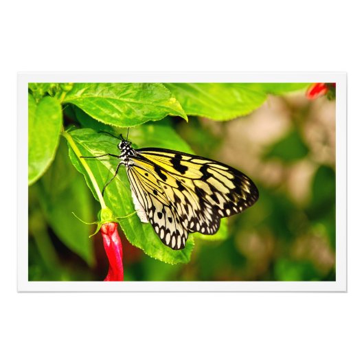 Erweiterung des Fotos Fotodruck (Vorne)