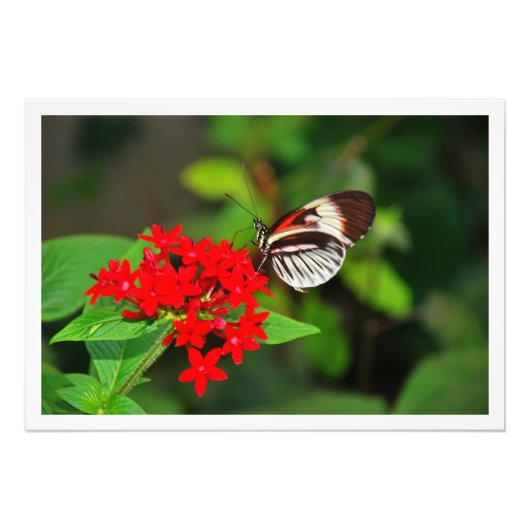 Erweiterung des Fotos Fotodruck (Vorne)