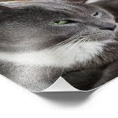 Erweiterung des Fotos für Haustiere Fotodruck (Ecke)