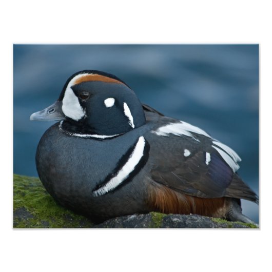 Erweiterung des Fotos Harlequin Duck Fotodruck (Vorne)