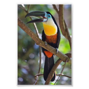 Erweiterung des tropischen Toucan Design Fotos Fotodruck