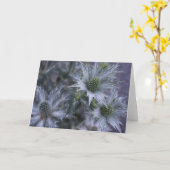 Eryngium giganteum, 'Miss Willmott's Ghost' Karte (Gelbe Blume)
