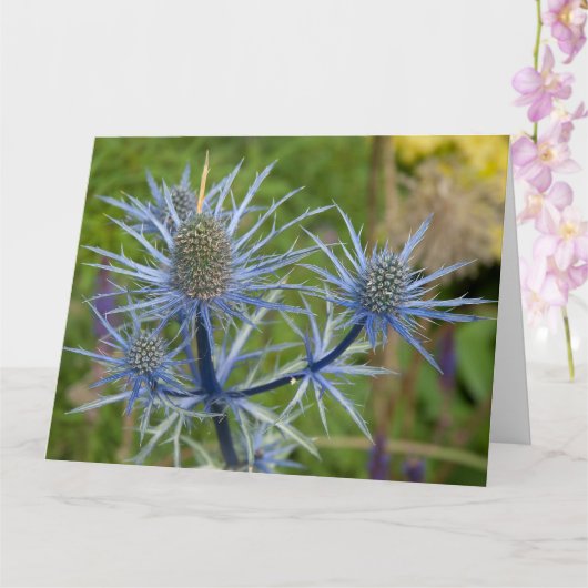 Eryngium Maritimum, Sea Holly Karte (Orchidee)
