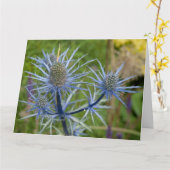 Eryngium Maritimum, Sea Holly Karte (Gelbe Blume)