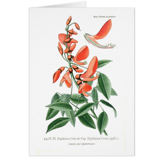 Erythrina Crista-galli (Vorne)