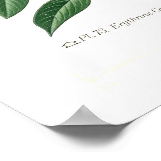 Erythrina crista-galli poster (Ecke)