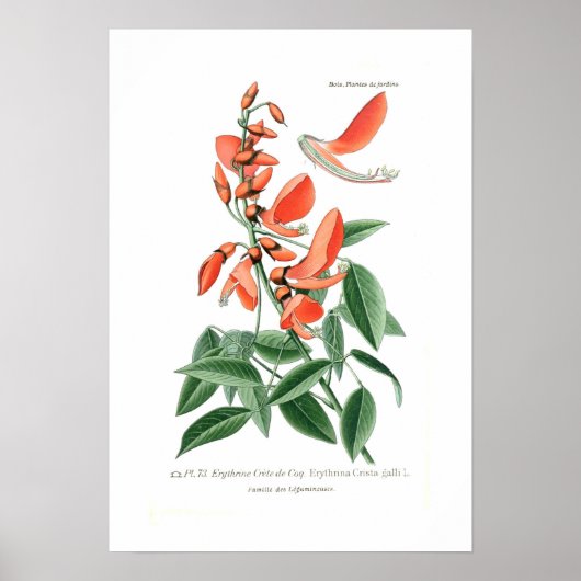 Erythrina crista-galli poster (Vorne)