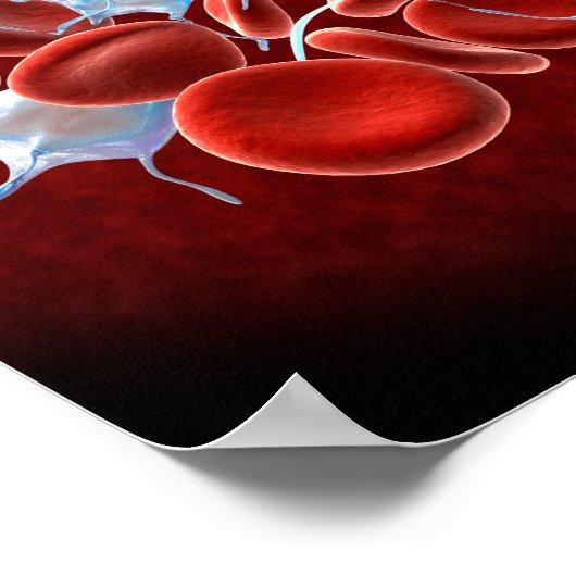 Erythrozyten mit Leukozyten Poster (Ecke)