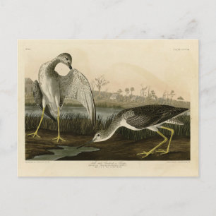 Erzähl Godwit, Snipe - Audubon Birds of America Postkarte