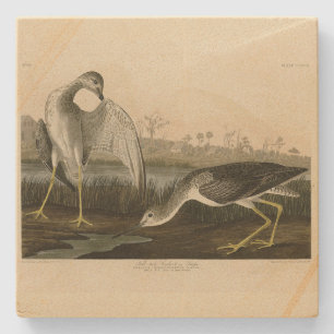 Erzähl Godwit, Snipe - Audubon Birds of America Steinuntersetzer
