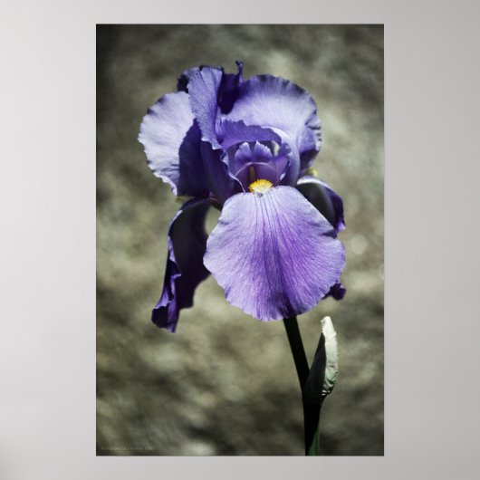 Es gibt Beauty Print Poster (Vorne)