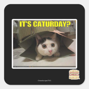 Es ist Caturday? Quadratischer Aufkleber