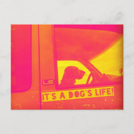 Es ist die Lebenspostkarte eines Hundes Postkarte