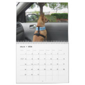 Es ist ein Chi-Sache-Chihuahua-Kalender Kalender (Mär 2026)