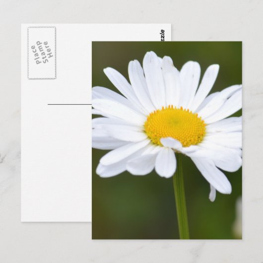 Es ist ein Daisy Postkarte (Vorne/Hinten)
