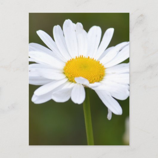Es ist ein Daisy Postkarte (Vorderseite)