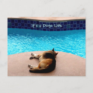 Es ist ein Hund Leben ~ Postkarte / Einladungen