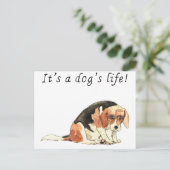 Es ist ein Hundeleben Funny Niedlicher Beagle Dog  Postkarte (Stehend Vorderseite)