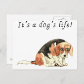 Es ist ein Hundeleben Funny Niedlicher Beagle Dog  Postkarte (Vorne/Hinten)