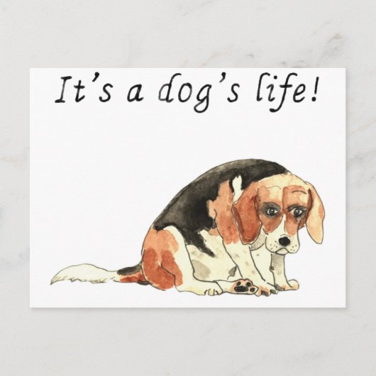 Es ist ein Hundeleben Funny Niedlicher Beagle Dog Postkarte (Vorderseite)