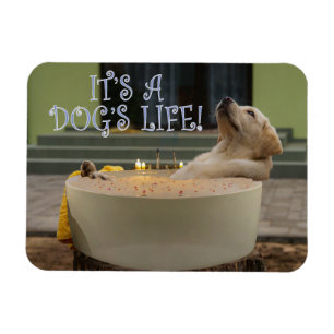 Es ist ein Hundelebensmagnet Magnet