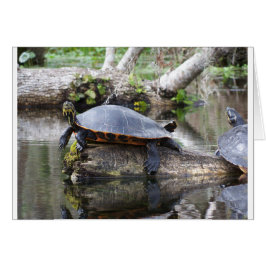 Es ist ein Schildkrötenleben