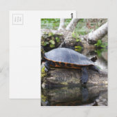 Es ist ein Schildkrötenleben Postkarte (Vorne/Hinten)