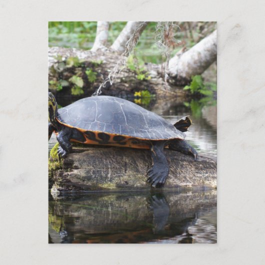 Es ist ein Schildkrötenleben Postkarte (Vorderseite)