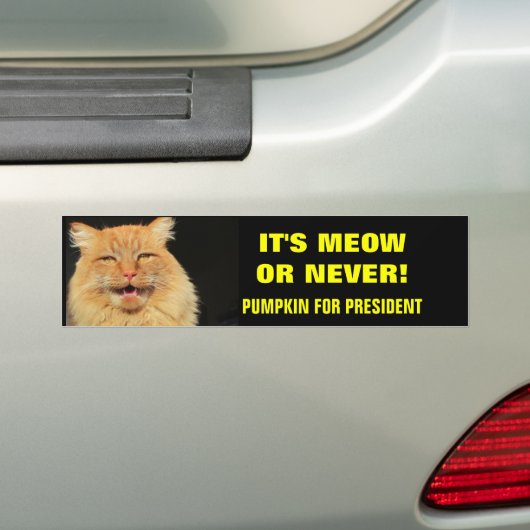 Es ist Meow oder Nie! Pumpkin für Präsident Autoaufkleber (Auf Auto)